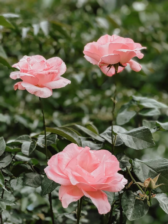 three flowers that are in some grass together