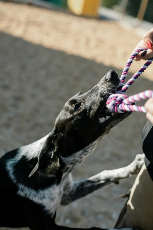 a black dog biting on two pink and white striped rope