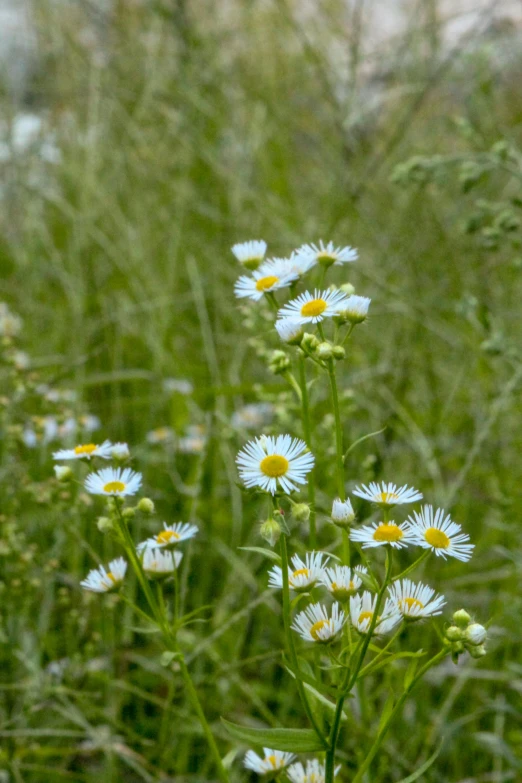 white daisies and some yellow flowers in the grass