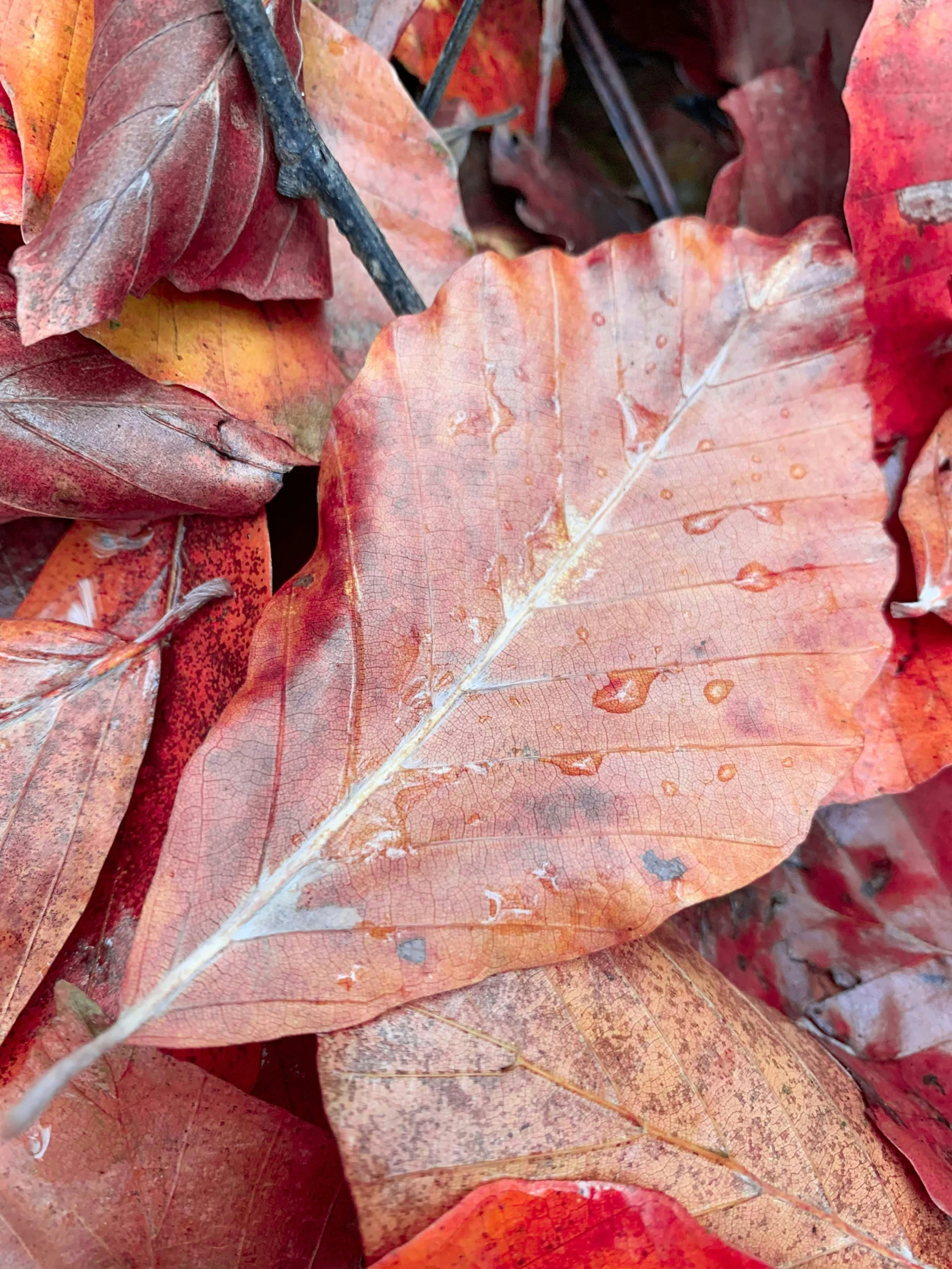 a plant with a bunch of red and yellow leaves