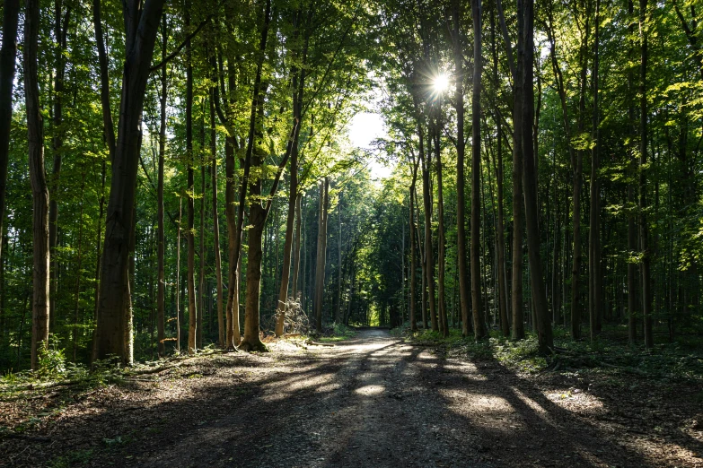 a wooded road that is winding and has light shining through it