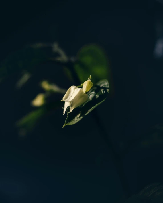 a flower bud is visible with dark back ground