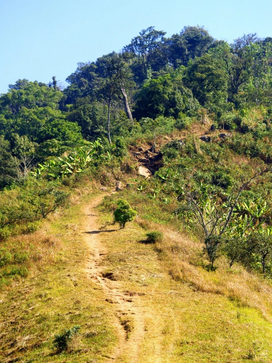 two elephants are grazing on some grass near a tree