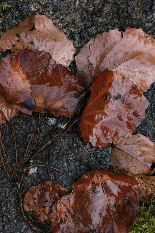 a pile of leaves with moss and dirt on the ground