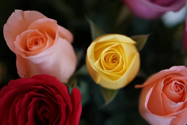 colorful flowers are displayed with their different color petals