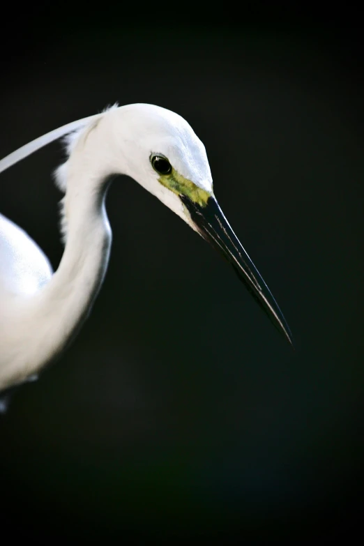 a white bird standing in the dark looking down