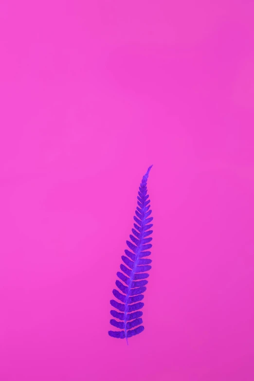 purple plant sitting on top of a pink ground