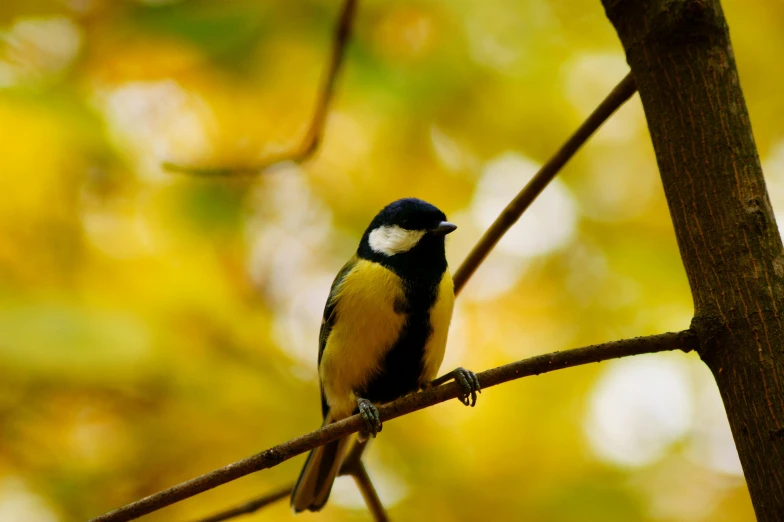 a bird is perched on the nch of a tree