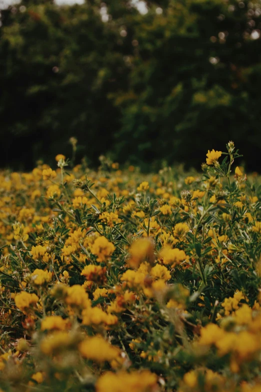 a lot of flowers that are yellow