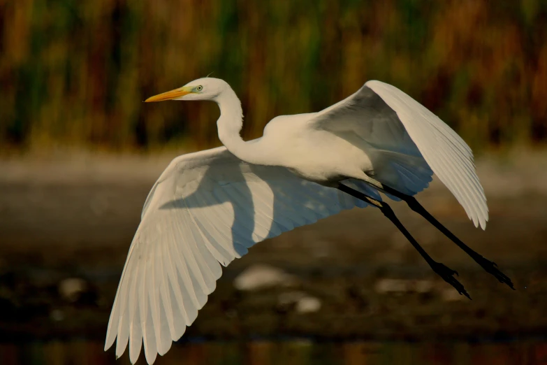 a white egret flies along the edge of a lake