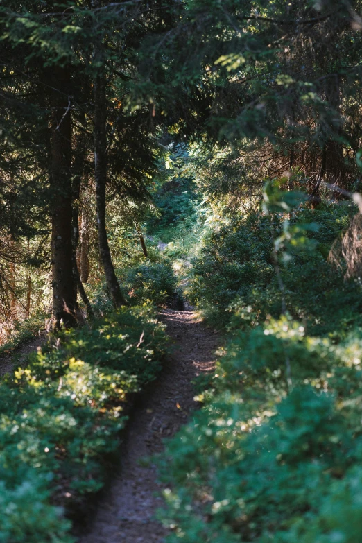 a walk way running through some trees on a trail