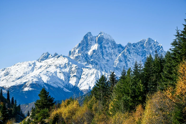 trees with autumn leaves against a snowy mountain range