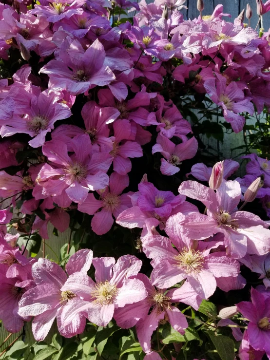 there is a bed of clemar purple flowers