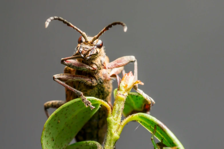 a bug crawling on top of a plant leaf