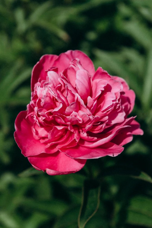 pink flower with green leaves in background