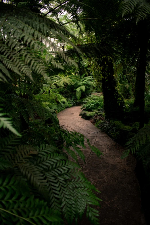 the trees are filled with large green leaves