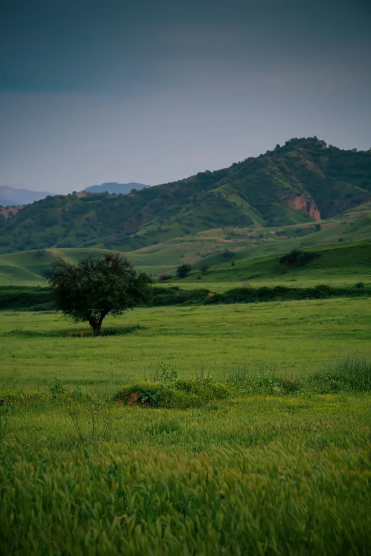 a single tree is in a green field with hills in the background