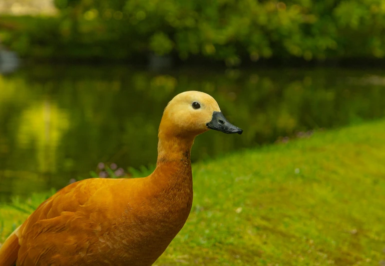 a duck standing on the grass next to water