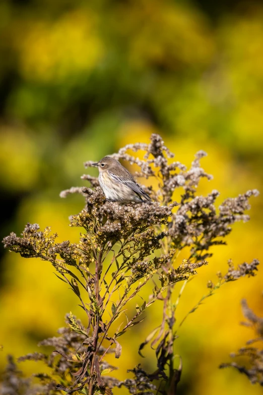 there is a small bird sitting on top of the flowers