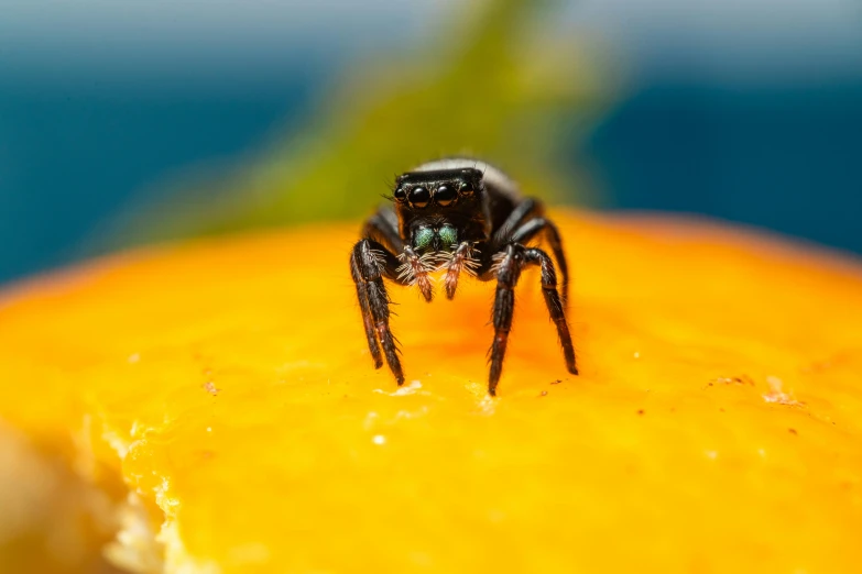 a black jumping spider on a bright orange