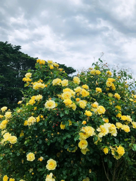 a bush with yellow flowers growing in front of the sky