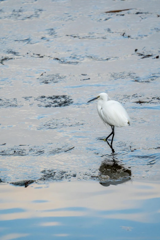 a white egret standing in shallow water and looking for food