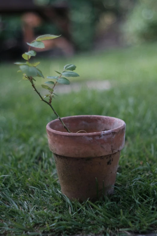 there is a small plant growing in the middle of a pot