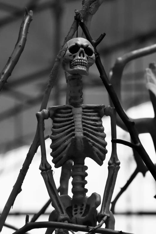 the skeleton is hanging from a nch outside