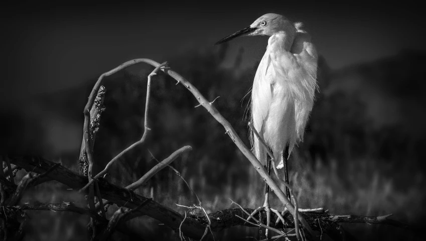 black and white po of a white bird