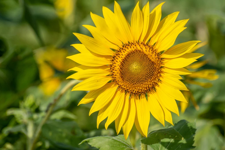 the bright yellow sunflower is very close to the camera