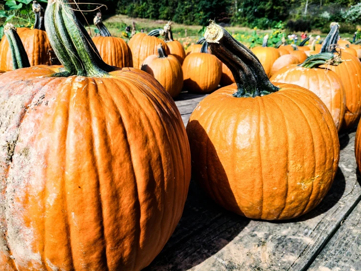 many pumpkins lay in a field all made up of green stems