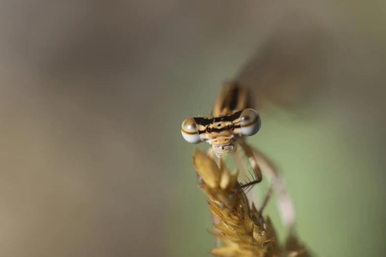 a closeup of a dragonfly perched on a nch