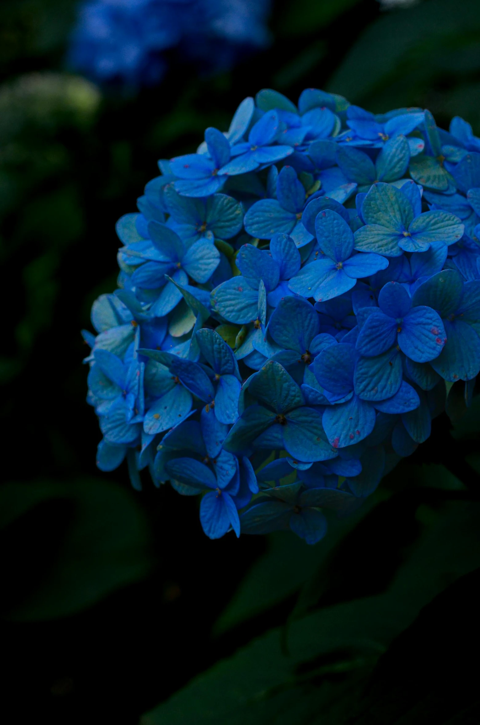 a large blue flower surrounded by greenery