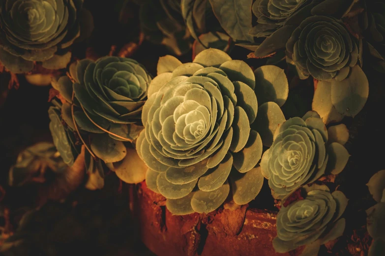 a flower plant with many green leaves in it