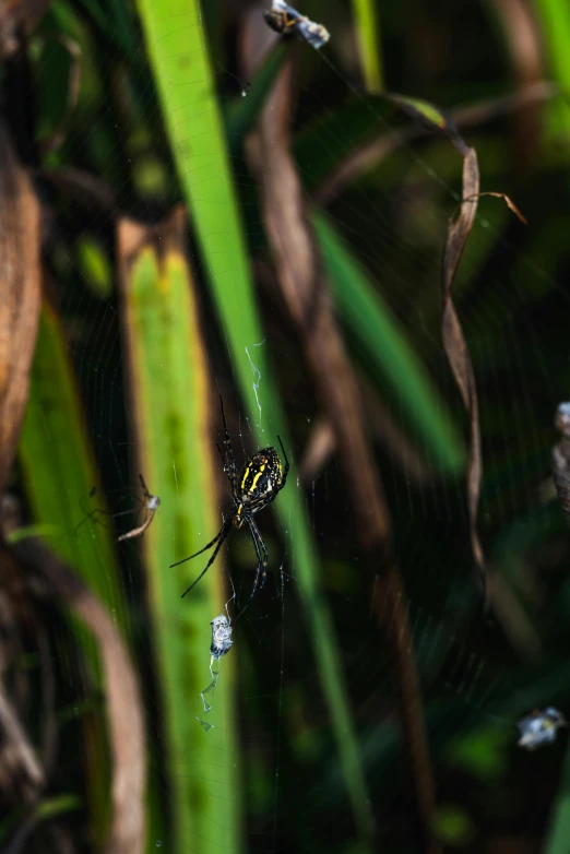 a close up of a spider on its web