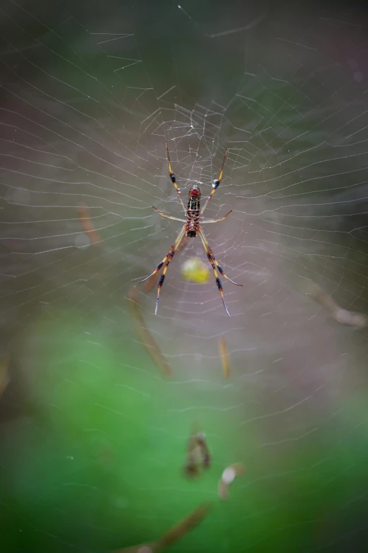 large spider sitting in a web with green and yellow background