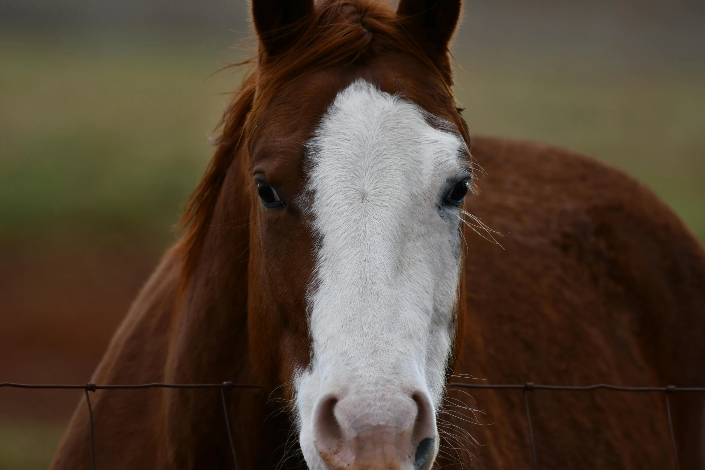 a brown and white horse with a brown mane