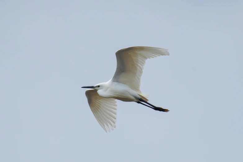 a large white bird flying in the sky