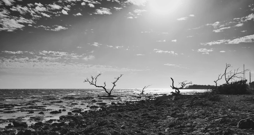 a beach with some dead trees next to the water