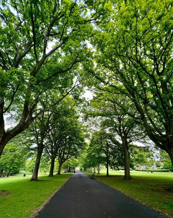 there is a road surrounded by tall trees