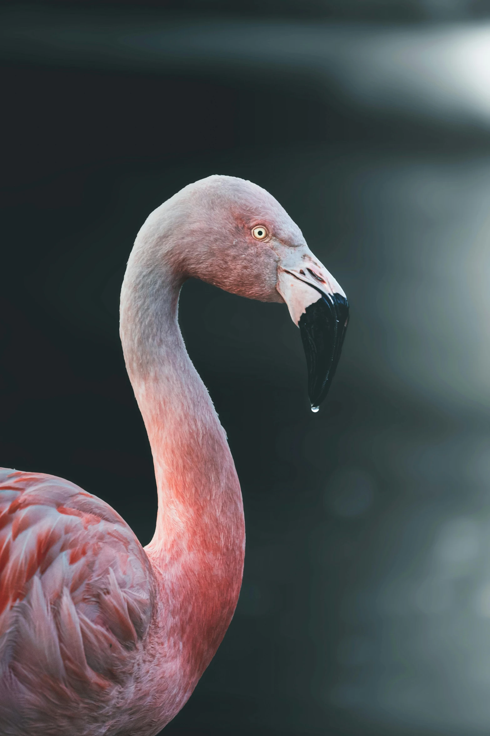 the body of a flamingo with an odd beak