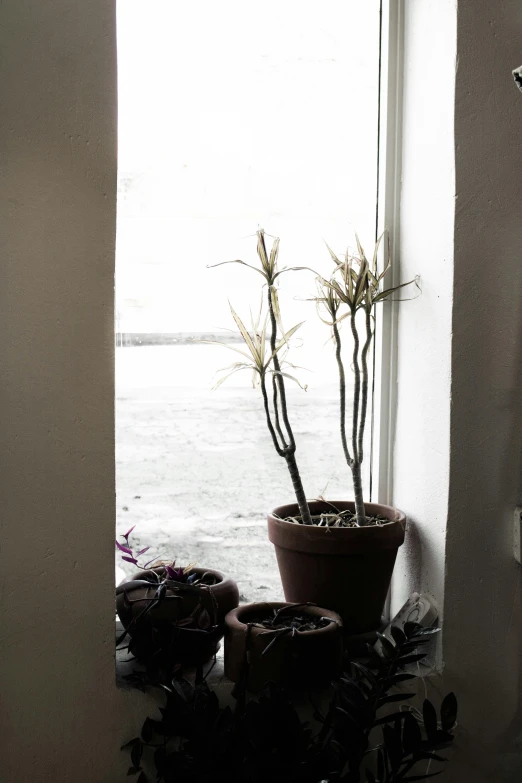 a potted plant in a window with a view of the ocean