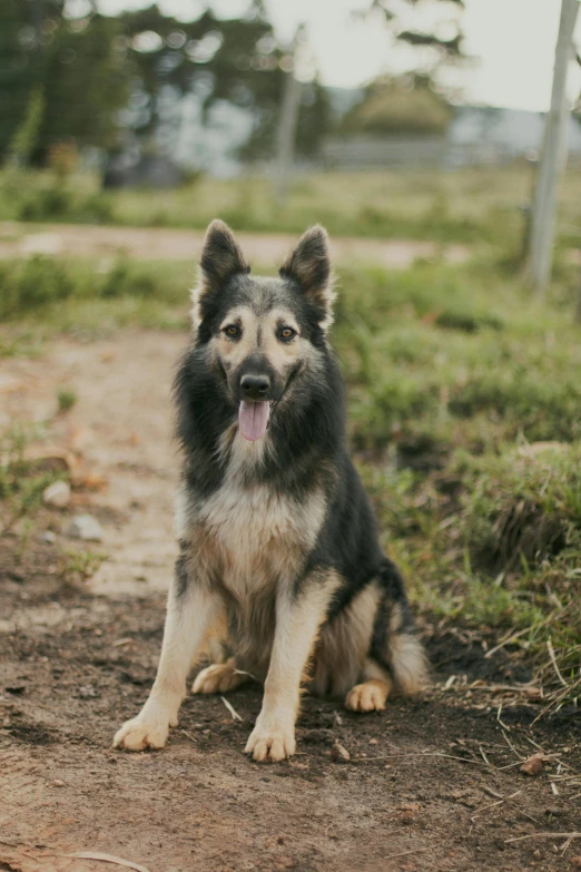 a dog with its mouth wide open and sitting in the dirt