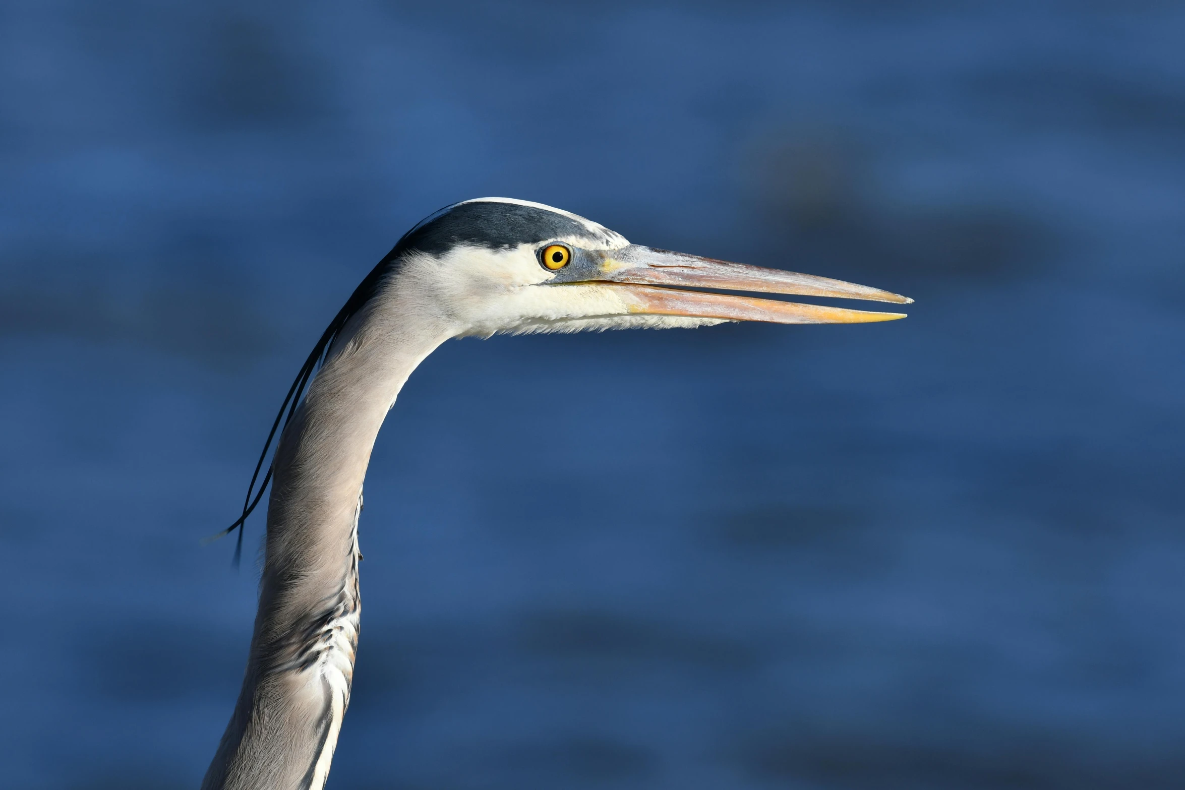 a close up of a grey and yellow bird