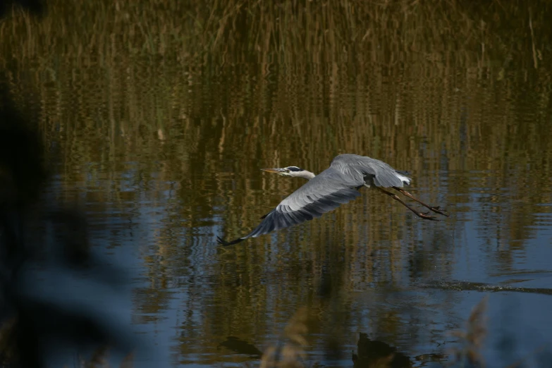 a large bird flying over water on a lake