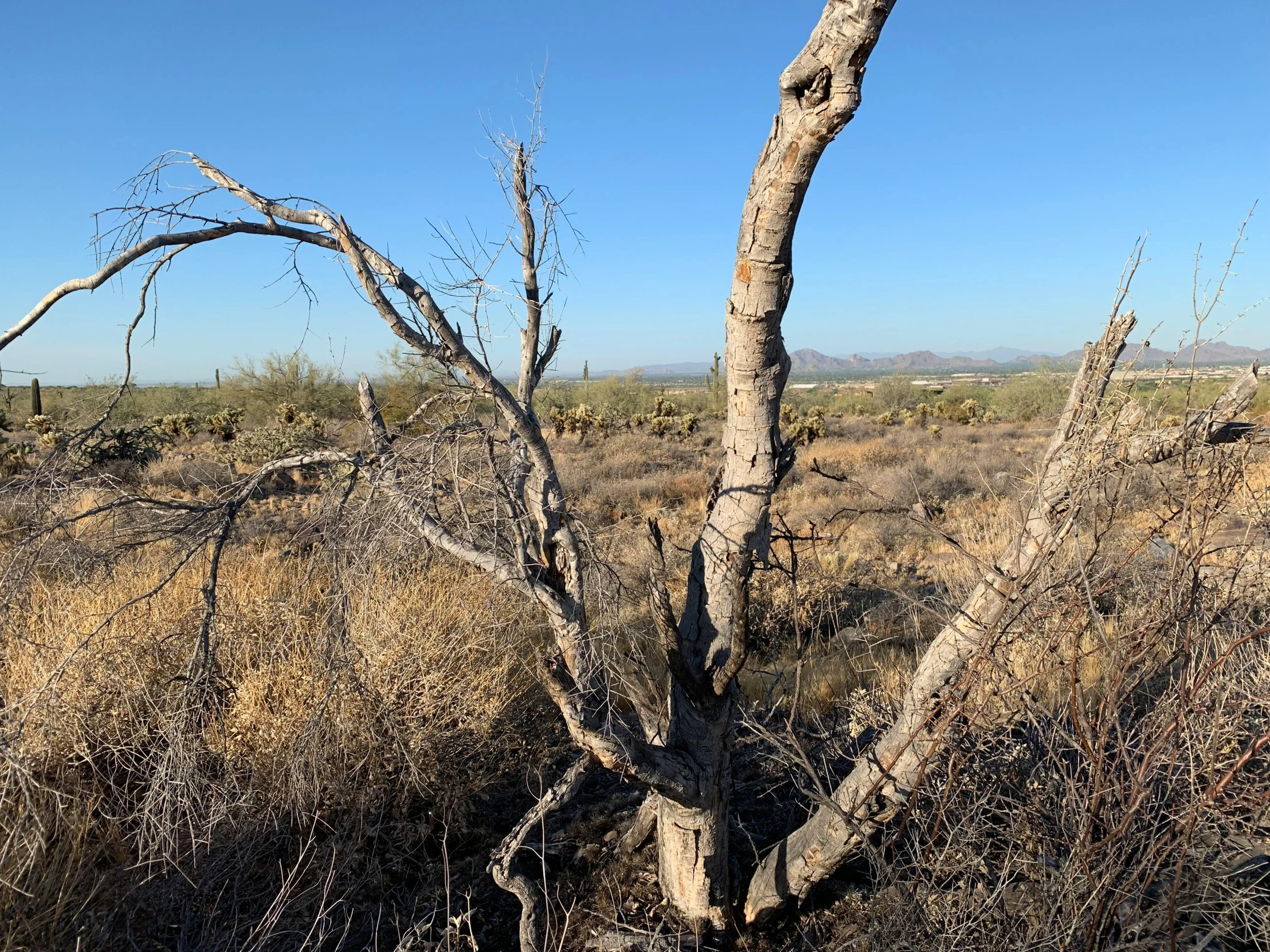 an old tree has been bent and is almost gone