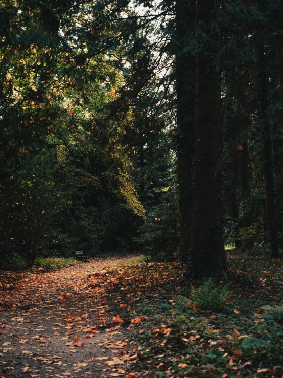 a path running through the woods, surrounded by trees