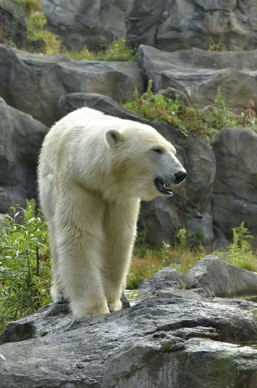 a polar bear that is standing on some rocks