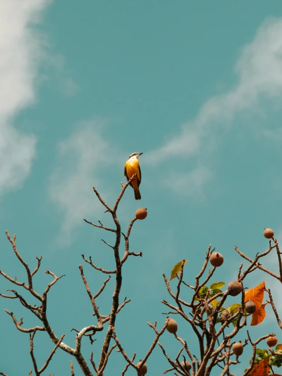 a tree with a yellow bird in it