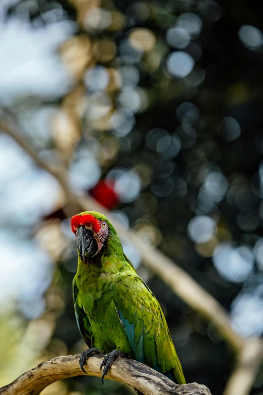 parrot perched on a tree nch in an enclosure